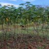 How to cultivate cassava as a student: a comprehensive guide for successful farming 5 How to cultivate cassava as a student: a comprehensive guide for successful farming